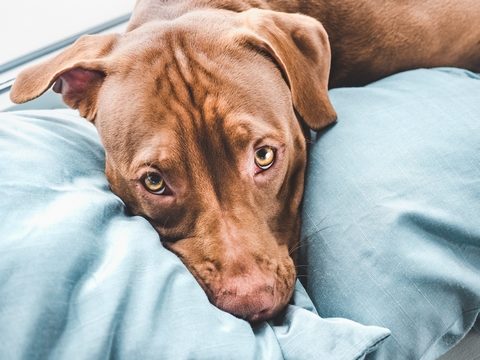 Hündin Pedita benötigt einen Rollstuhl für Hunde